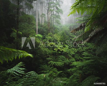 Bild på Lush Rainforest with morning fog